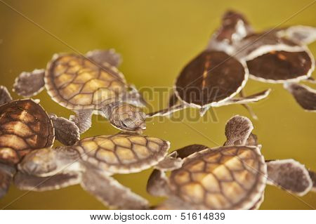 Baby Turtle