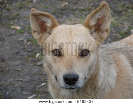 Doggy