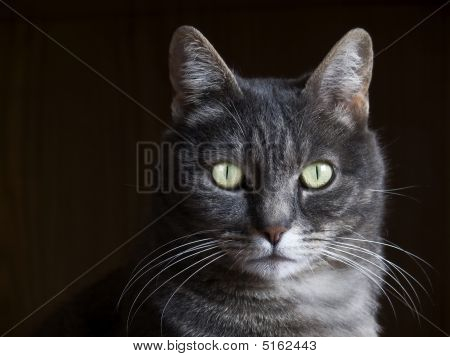 Katze-portrait