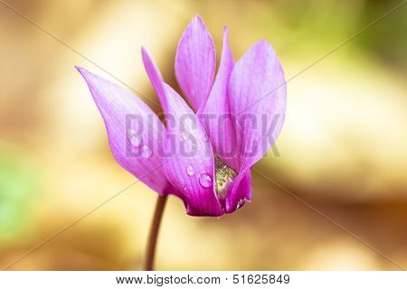 Macro Shot Of Cyclamen