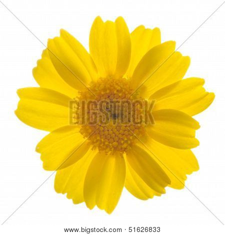 Daisy Flower