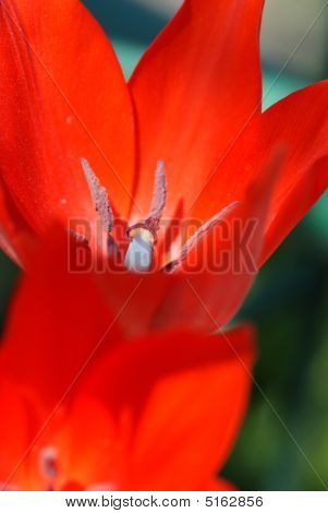 Tulpe