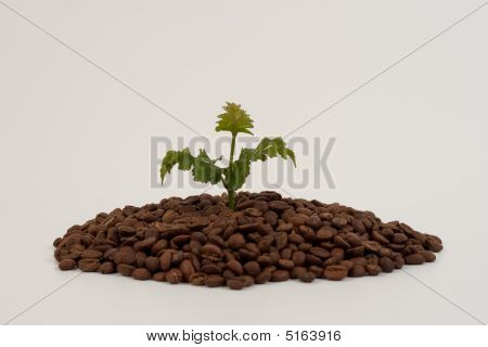 コーヒーの植物