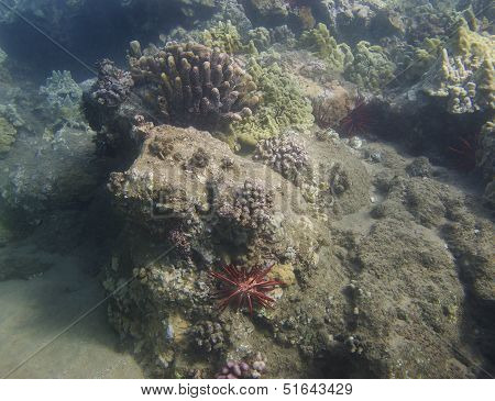 Red Pencil Sea Urchin