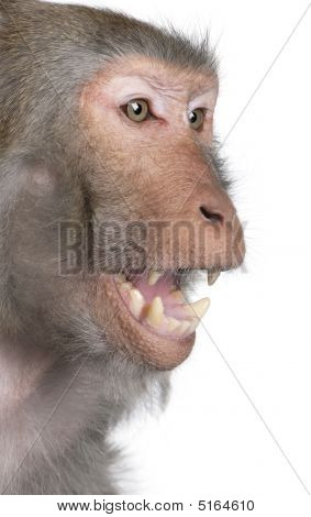 Rezus - Macaca Mulatta