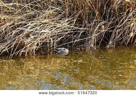 Reedy Lakeside With Duck