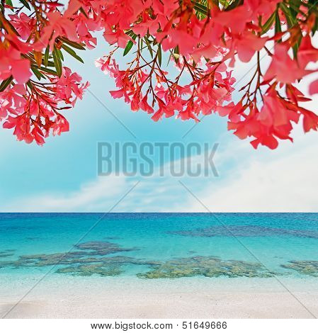 Pink Oleanders And Blue Water