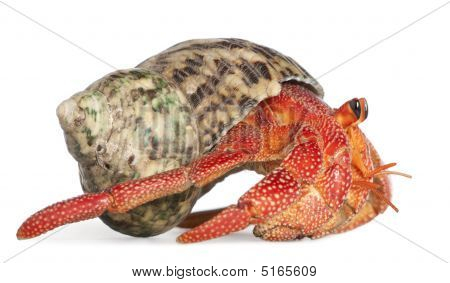 Paguro - Coenobita Perlatus
