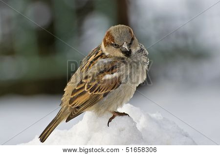 Sparrow