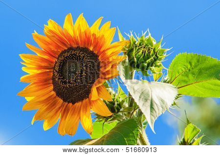 Sunflower