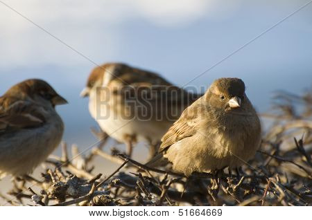 Sparrows