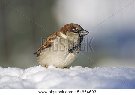 Sparrow
