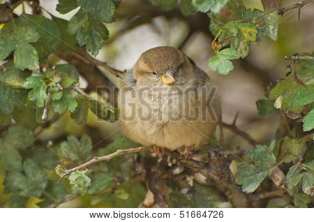 Sparrow