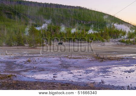 Bear In Norris Geyser Basin At Sunset