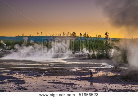 Bear In Norris Geyser Basin At Sunset