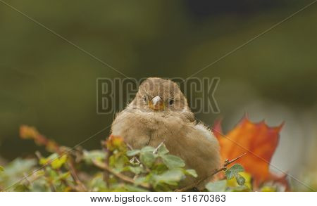 Sparrow