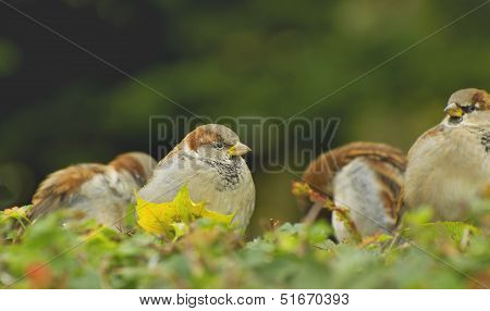 Sparrows