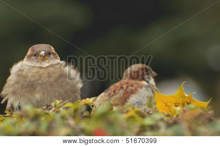 Sparrows