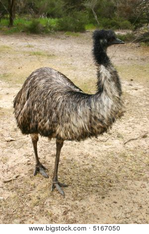 Adulti UEM (dromaius Novaehollandiae) In South Australia