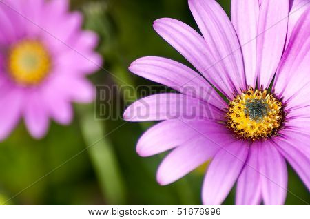 Macro Of Pink Osteospermum