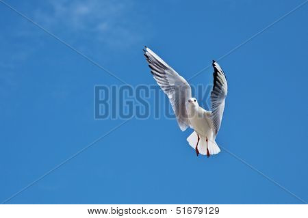 Seagull
