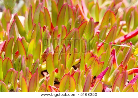 Close-up van verse groene planten