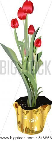 Tulipas vermelhas para promoções e cartões.