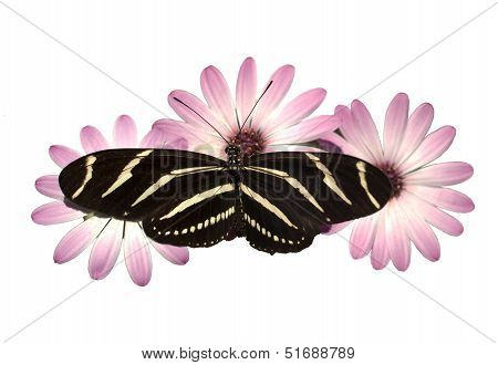 Pink Daisies Zebra Longwing Butterfly Isolated White With Clipping Path