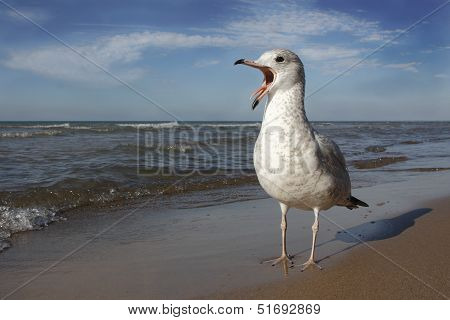 Ring-billed Gull Calling On Lake Huron Beach