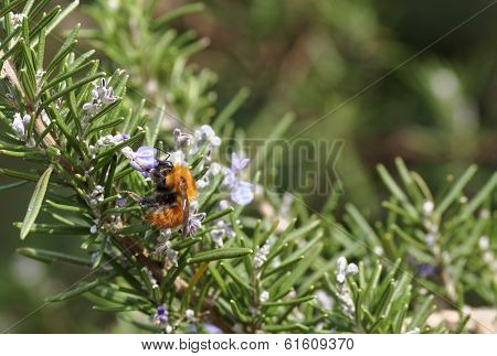 Bumblebee