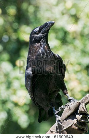Raven (corvus Corax)