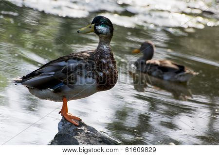 Mallard Duck Stands On Stone