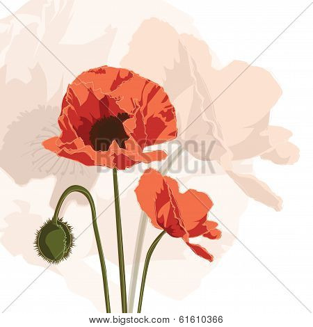 Papaver Graphic