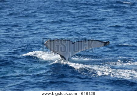 WhaleTailfin