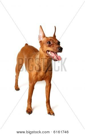 Červená Miniatura Pinscher