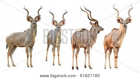 Collection Of Male Kudu Isolated