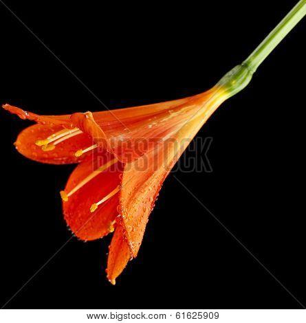 single flower head bud of lily clivia kind close up macro shot isolated on black background