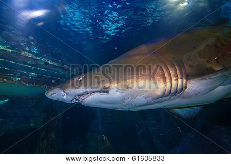 Tiger San Shark