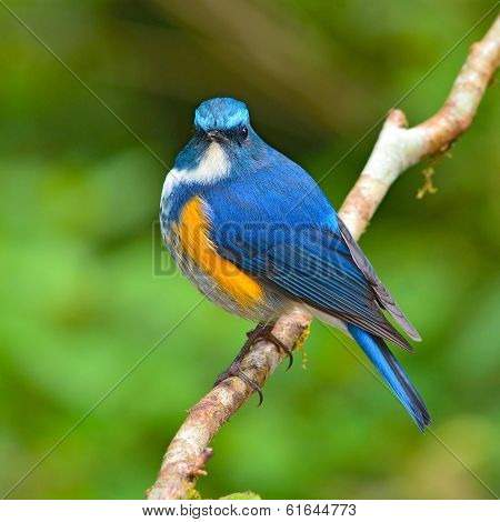 Himalayan Bluetail Bird