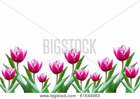 Flowers Tulip