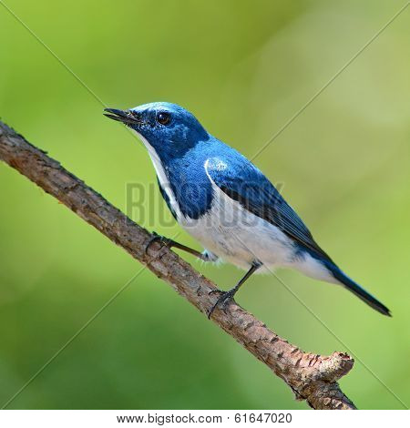 Ultramarine Flycatcher Bird
