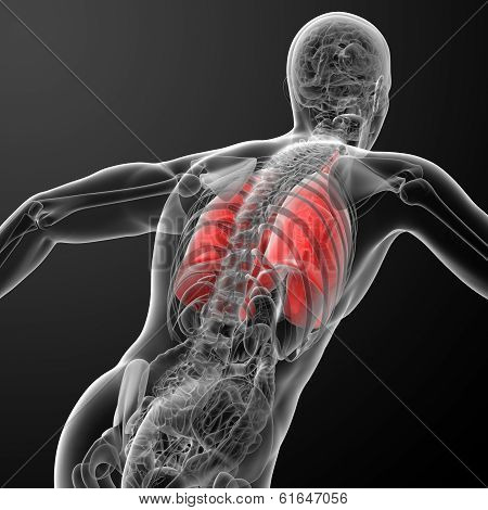 Human respiratory system in x-ray