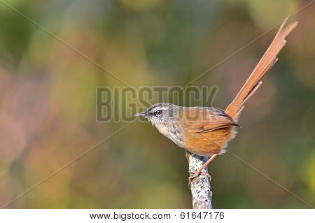 Hill Prinia Bird