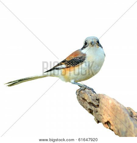 Bay-backed Shrike Bird