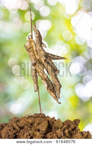 Tree Dried On A Ground