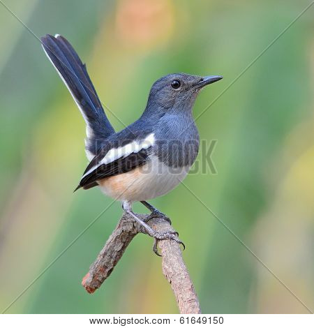 Oriental Magpie Robin Bird