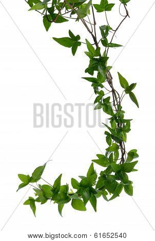 Few Ivy Stems Isolated Over White.