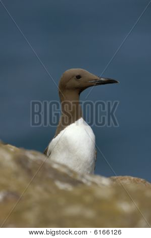 Guillemot o Common Murre - Uria aalge