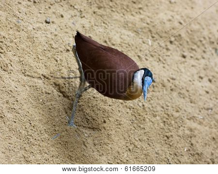 African Jacana Walk In The Sand