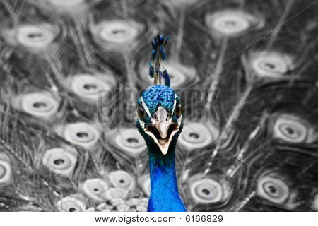 Peacock